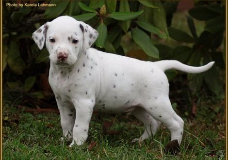 Twist in Time vom Teutoburger Wald