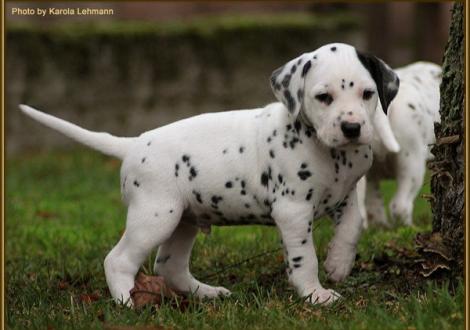 Think Twice vom Teutoburger Wald