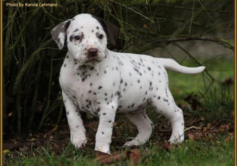 Twilight Zone vom Teutoburger Wald