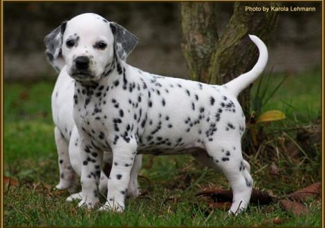 Timeless Melody vom Teutoburger Wald