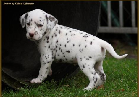 Treasure Toulouse vom Teutoburger Wald