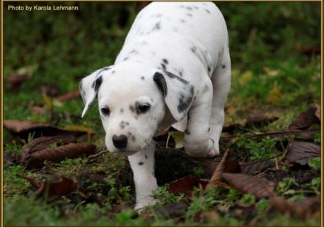 Tiara`s Touch vom Teutoburger Wald