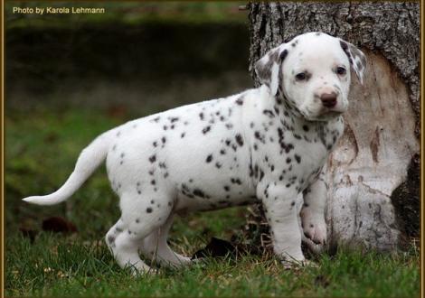 Triple X vom Teutoburger Wald