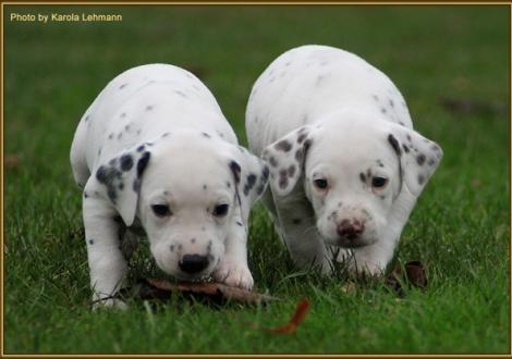 Tyron Prince vom Teutoburger Wald mit seinem Bruder Twist in Time vom Teutoburger Wald
