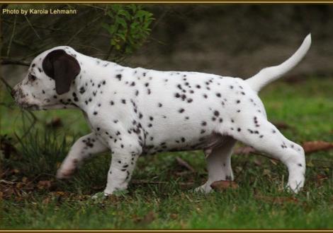 Twilight Zone vom Teutoburger Wald