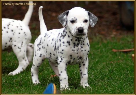 Timeless Melody vom Teutoburger Wald