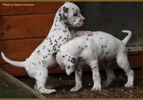 Treasure Toulouse vom Teutoburger Wald mit ihrem Bruder Tyron Prince vom Teutoburger Wald