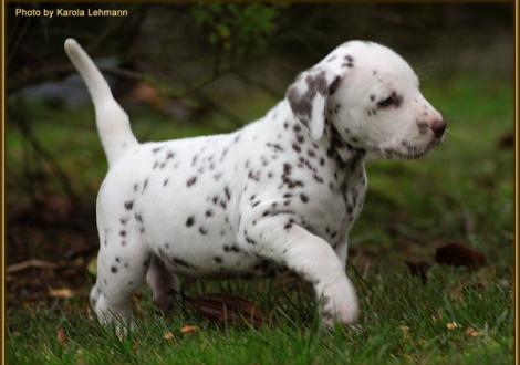 Triple X vom Teutoburger Wald