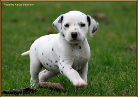 Tiara`s Touch vom Teutoburger Wald