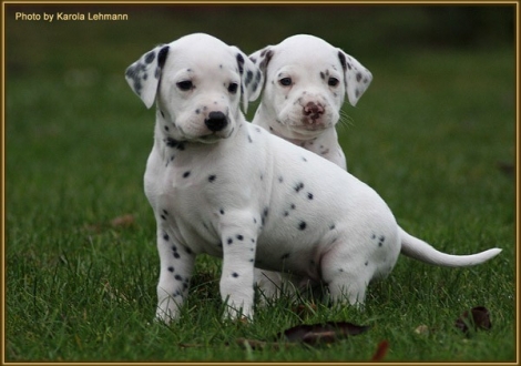 Tyron Prince vom Teutoburger Wald mit seinem Bruder Twist in Time vom Teutoburger Wald