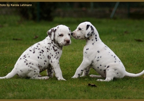 Triple X vom Teutoburger Wald mit seiner Schwester Tiara`s Touch vom Teutoburger Wald
