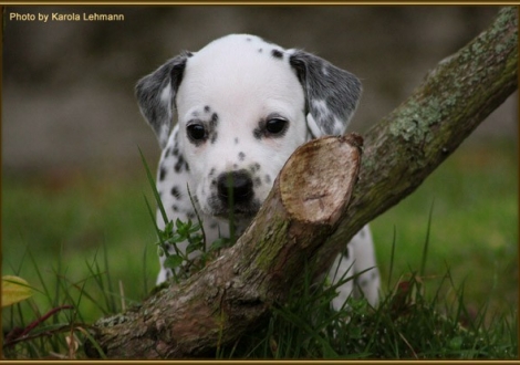 Timeless Melody vom Teutoburger Wald