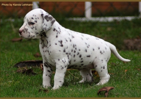 Treasure Toulouse vom Teutoburger Wald