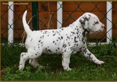 Triple X vom Teutoburger Wald