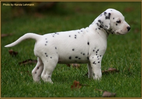 Tiara`s Touch vom Teutoburger Wald