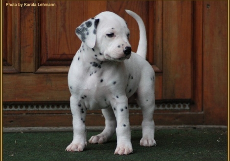 Tyron Prince vom Teutoburger Wald