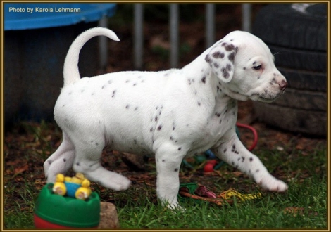 Twist in Time vom Teutoburger Wald