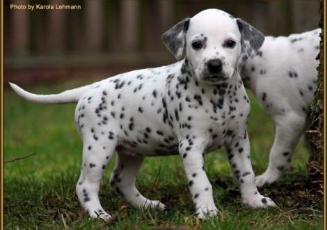 Timeless Melody vom Teutoburger Wald