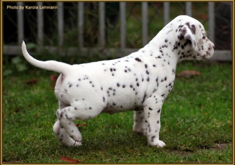 Treasure Toulouse vom Teutoburger Wald
