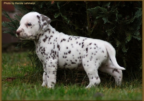 Triple X vom Teutoburger Wald