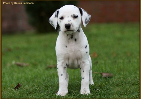 Tiara`s Touch vom Teutoburger Wald