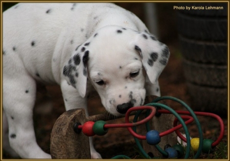Tyron Prince vom Teutoburger Wald