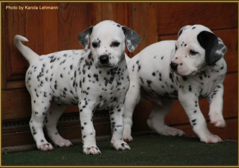 Timeless Melody vom Teutoburger Wald mit ihrem Bruder Think Twice vom Teutoburger Wald