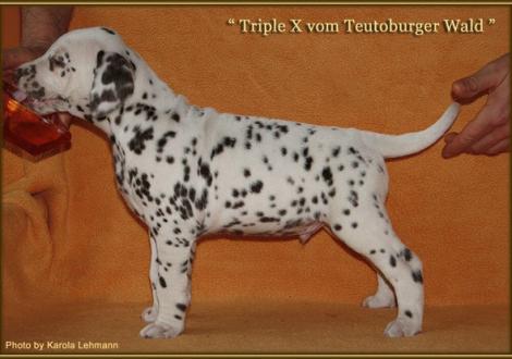 Triple X vom Teutoburger Wald, Rüde