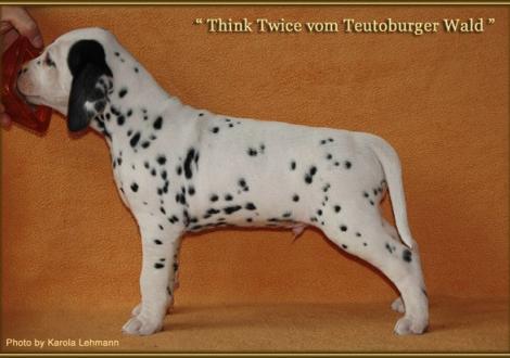 Think Twice vom Teutoburger Wald, Rüde