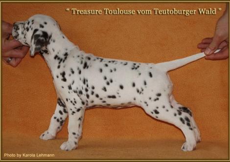 Treasure Toulouse vom Teutoburger Wald , Hündin