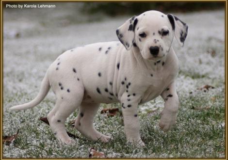 Tiara`s Touch vom Teutoburger Wald