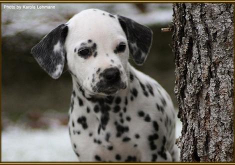 Timeless Melody vom Teutoburger Wald