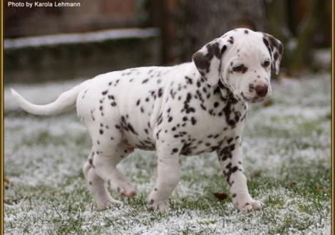 Triple X vom Teutoburger Wald
