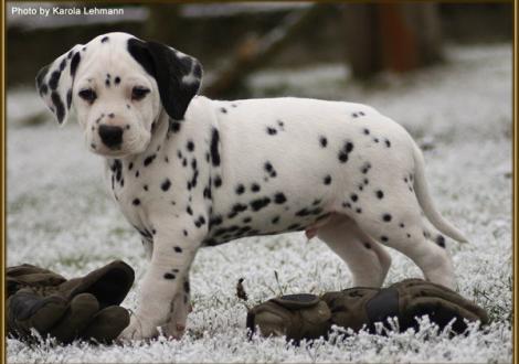 Think Twice vom Teutoburger Wald