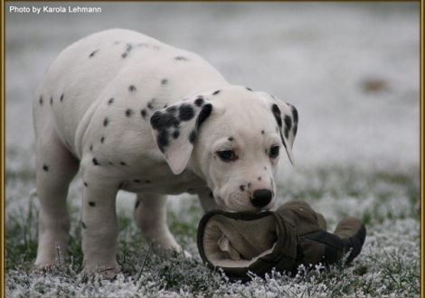 Tyron Prince vom Teutoburger Wald