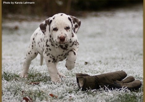 Triple X vom Teutoburger Wald