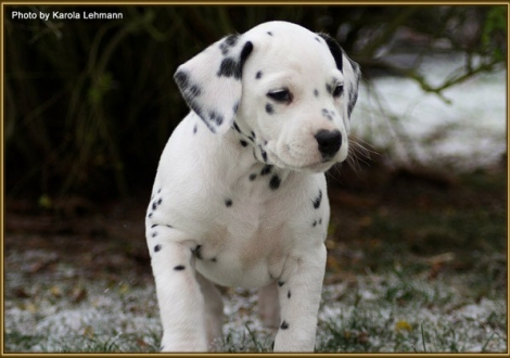 Tiara`s Touch vom Teutoburger Wald