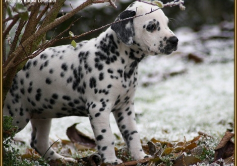 Timeless Melody vom Teutoburger Wald