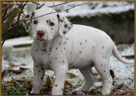 Twist in Time vom Teutoburger Wald