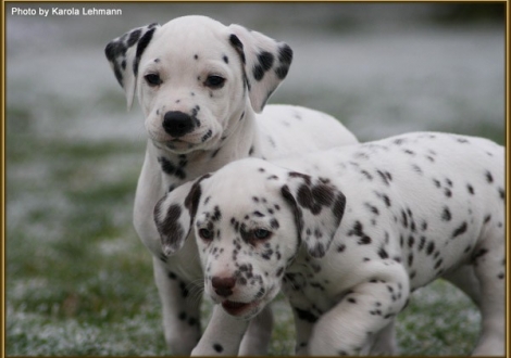 Tyron Prince vom Teutoburger Wald & Treasure Toulouse vom Teutoburger Wald
