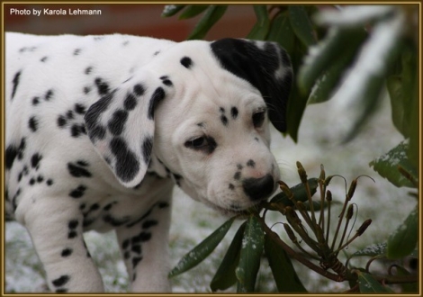 Think Twice vom Teutoburger Wald