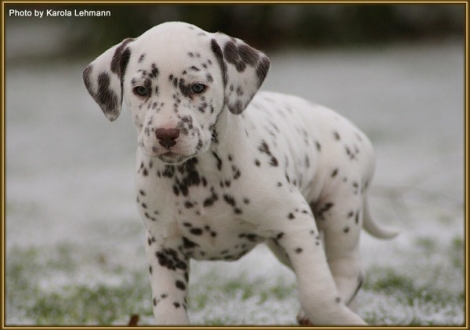 Treasure Toulouse vom Teutoburger Wald