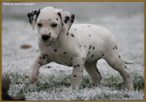 Tyron Prince vom Teutoburger Wald