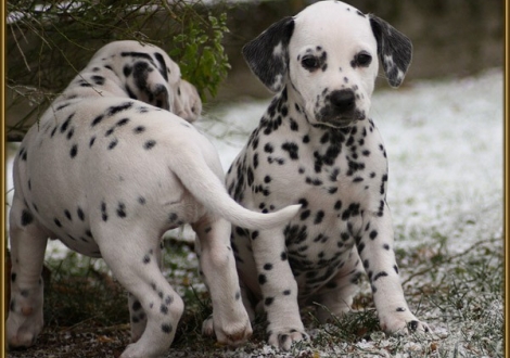 Timeless Melody vom Teutoburger Wald