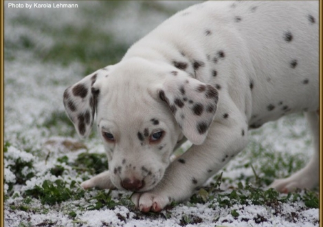 Twist in Time vom Teutoburger Wald