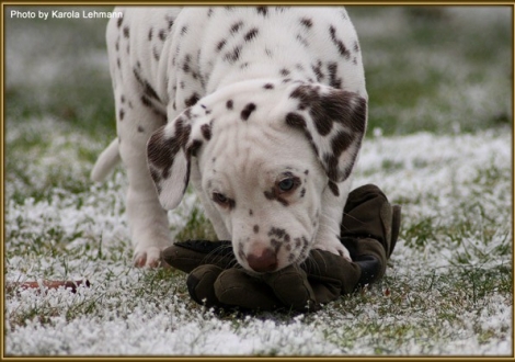 Triple X vom Teutoburger Wald