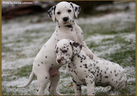 Tyron Prince vom Teutoburger Wald & Treasure Toulouse vom Teutoburger Wald