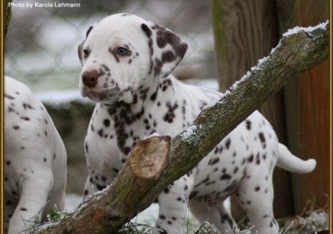 Triple X vom Teutoburger Wald