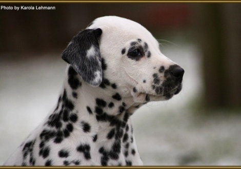 Timeless Melody vom Teutoburger Wald