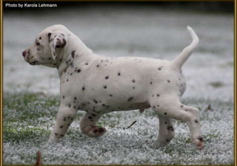 Twist in Time vom Teutoburger Wald